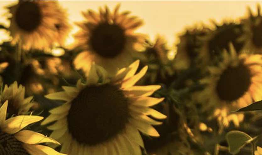 There Is A Lot Of Speculation Around The Spell Of Hot Weather Expected Towards The End Of This Week. But What Are The Facts?