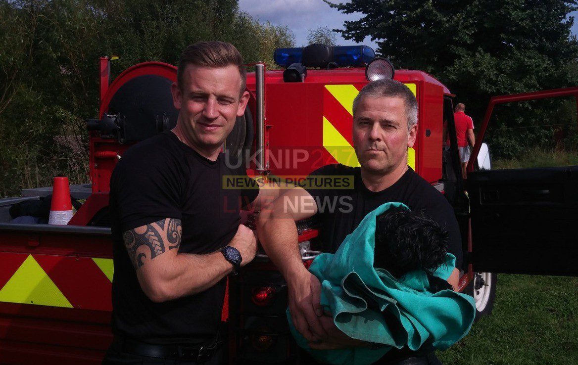Dog Called Sweep Rescued From Gosport Moat By Fire Crews