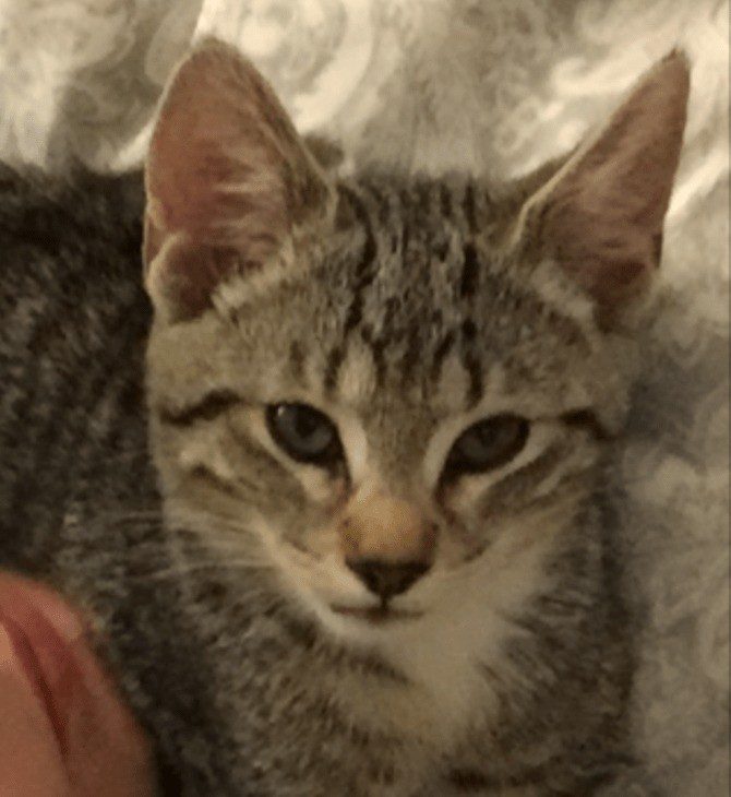 Have You Found  The Cat Killed By  Hampshire Police  ...?