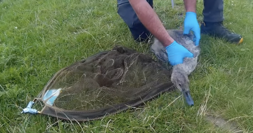East Sussex WRAS Urges Caution After Fatal Cygnet Incident