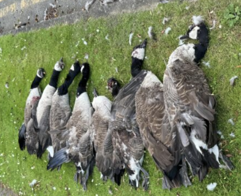 Dartford Tragedy: Community Mourns After Crash Leads to Death of Eight Geese