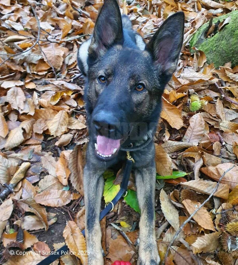 Hero Police Dog Helps Sniff Out Drugs After Suspect Assaults Officer in Brighton Chase