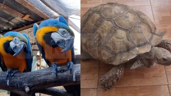 Spain Dismantles Major Wildlife Trafficking Network in Cáceres Operation