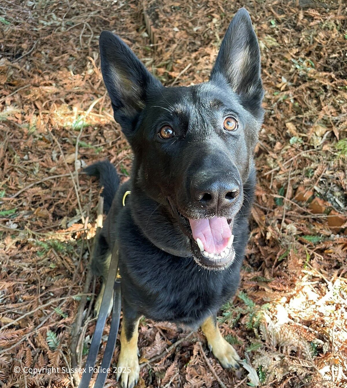 PD Billy Tracks Down Bognor Drugs and Knife Suspect 🐾 – UKNIP