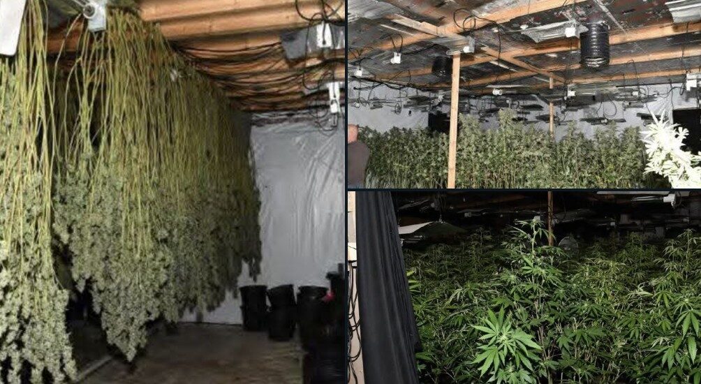 £1.3m Cannabis Farm Busted in Manchester Raid – UKNIP
