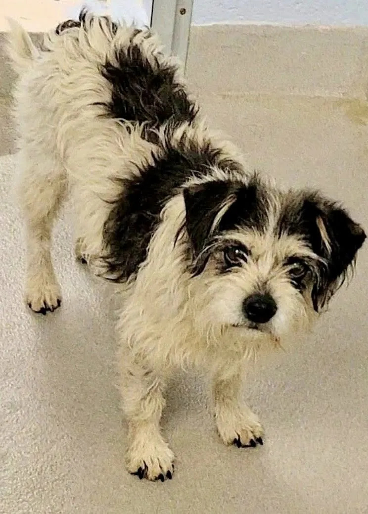 Construction Crewâ€™s Makeshift Shelter Saves Stray Terrier from Freezing Death