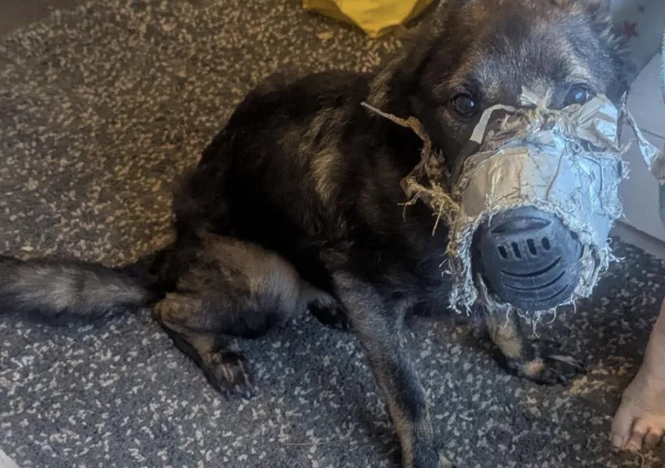 German Shepherd Put Down After Horrific Muzzle Abuse