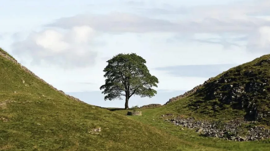 Sycamore Gap Tree Vandal Freed Early Under Curfew