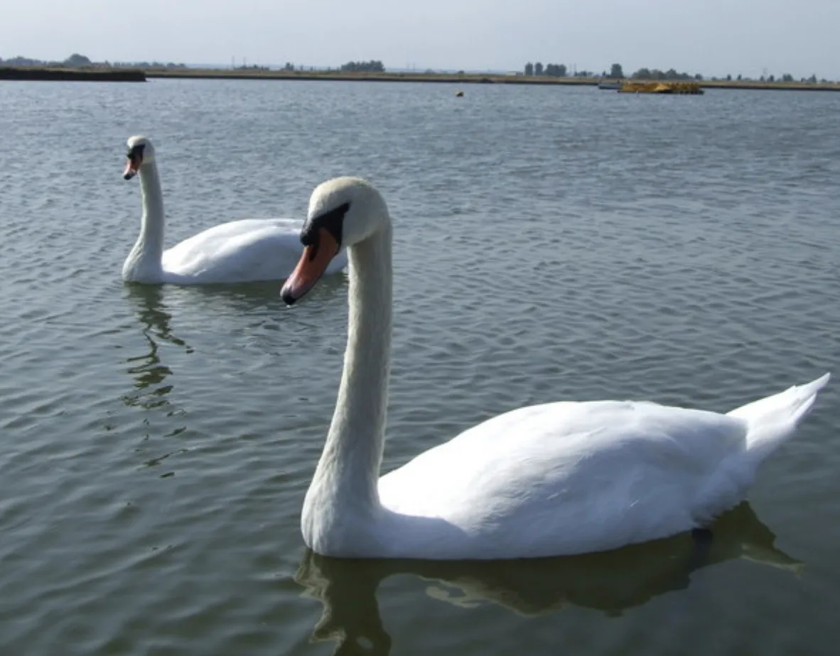 Heartbreaking Swan Attack at Wiltshire Towpath
