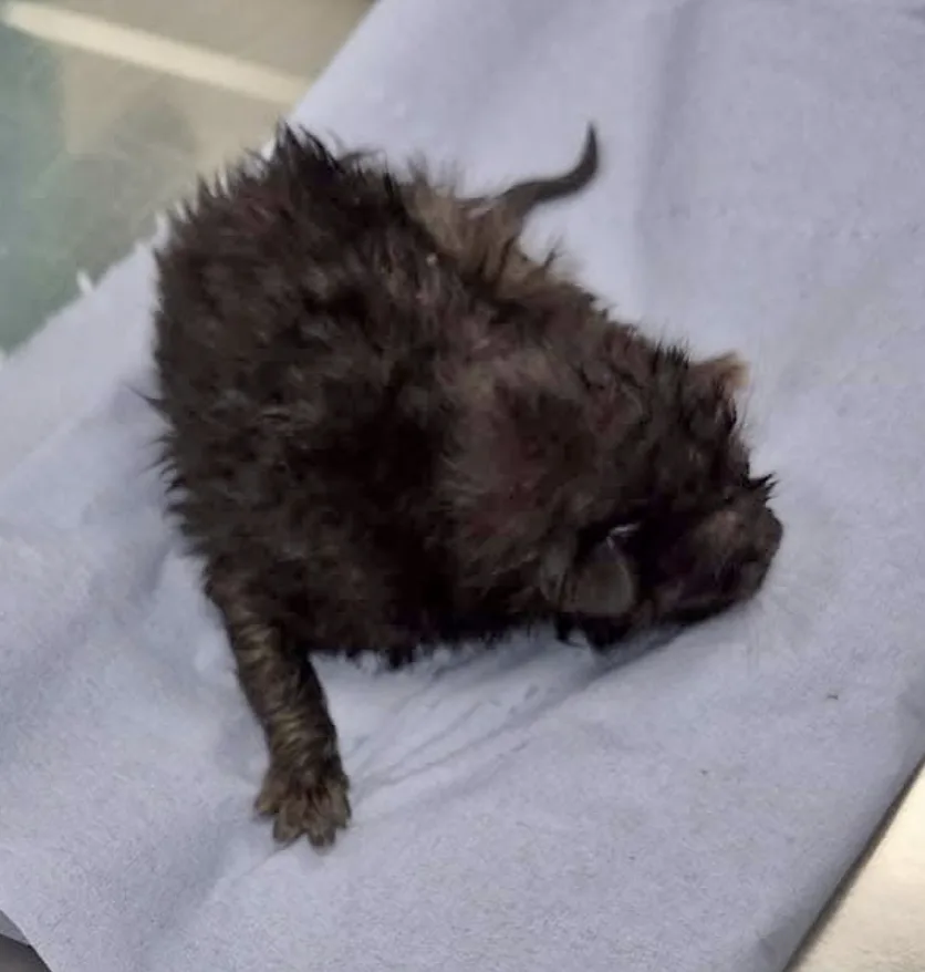 Kitten Rescued from Crownhill Police Patrol Car Wheel Arch â€“ Now Safe with Officers!