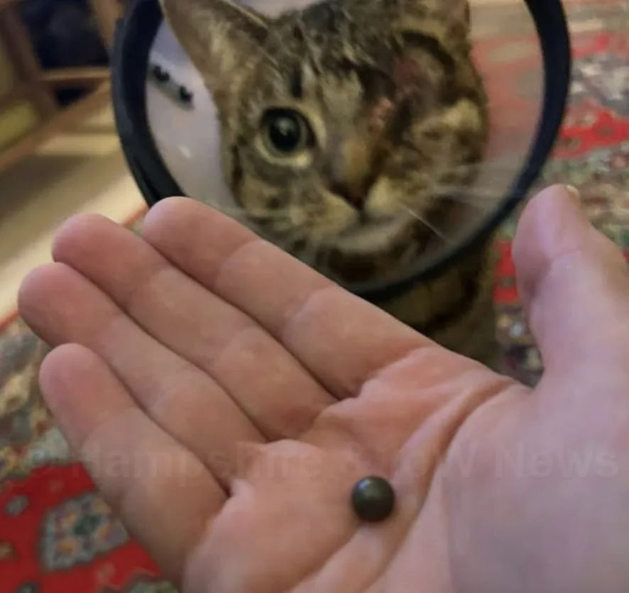Yateley Outrage: Beloved Cat Hazel Blinded in Brutal Catapult Attack as Police Launch Crackdown