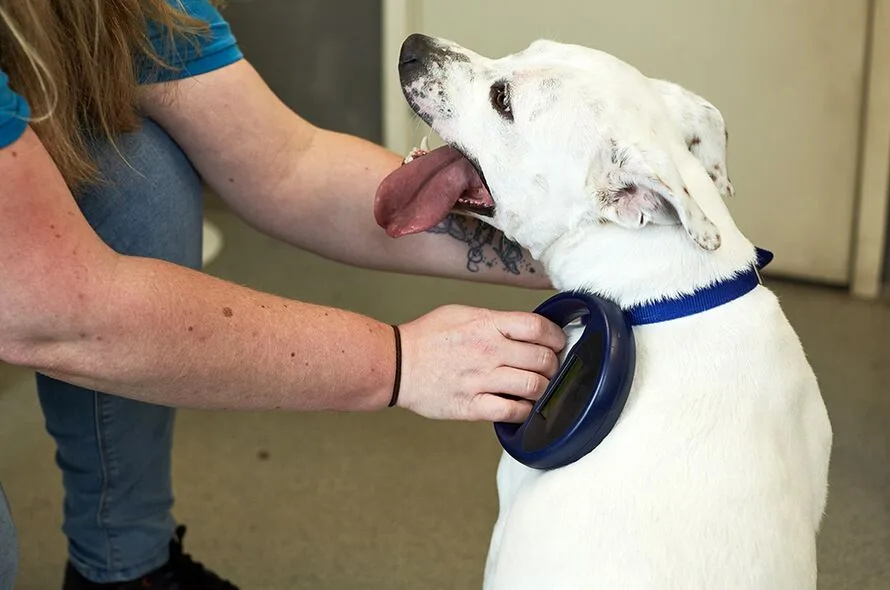 UK Dog Owners Turn to GPS Tracking as Pet Theft Soarsâ€”Microchips Alone Aren’t Enough