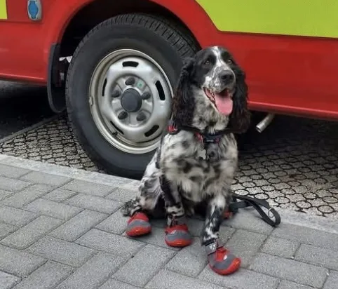 Nottinghamshire Mourns Dexter, Legendary Fire Investigation Dog Who Sniffed Out Fires Across Four Counties