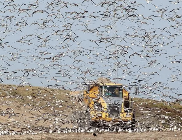 Rat Virus Outbreak Linked to Argentine Landfill on Cruise Bird Trip